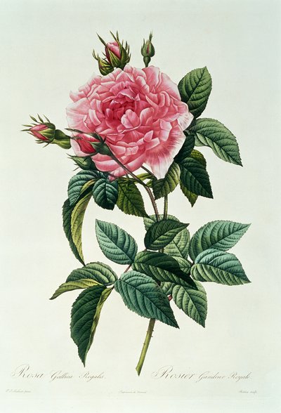 Rosa Gallica Regalis by Pierre Joseph Redouté